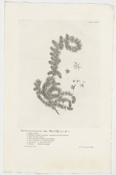 Anthospermum aethiopicum Samiec anthospermum. Ogród. Klif. 455 szt. 1 (tytuł na obiekcie) autorstwa Jan Wandelaar