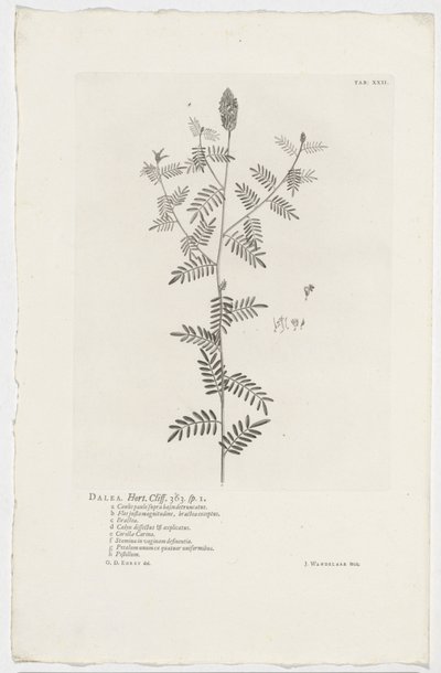 Dalea alopecuroides Dalea. Horta. Klif. 363. sp. 1 (tytuł na obiekcie) autorstwa Jan Wandelaar