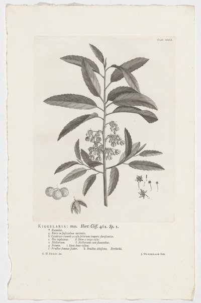 Kiggelaria africana Kiggelaria: mas. Horta. Klif. 462. sp. 1 (tytuł na obiekcie) autorstwa Jan Wandelaar