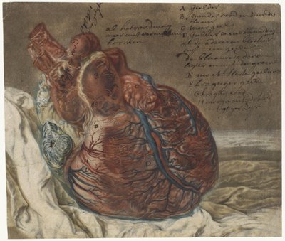 Odciski mózgu i serca Badanie anatomiczne ludzkiego serca autorstwa Jan l