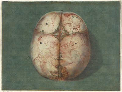 Odciski mózgu i serca Badanie anatomiczne czaszki niedojrzałego dziecka autorstwa Jan l