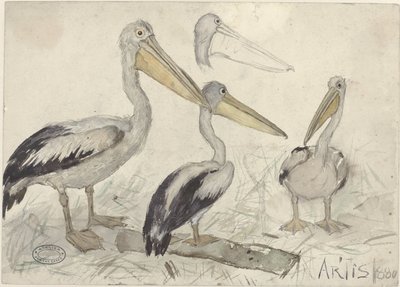 Pelikany w Artis Zoo autorstwa Jan van Essen