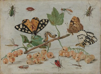 Owady i owoce Gałązka Białej Porzeczki z Owadami autorstwa Jan van Kessel (I)