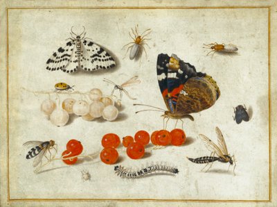 Motyl, gąsienica, ćma, owady i porzeczki, ok. 1650-65 (gwasz i tusz na welin) autorstwa Jan van Kessel the Elder