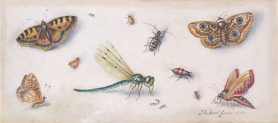 Owady, motyle i ważka, XVII wiek. autorstwa Jan van Kessel