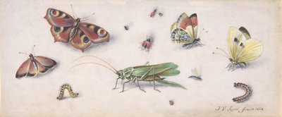 Owady, motyle i konik polny, XVII wiek. autorstwa Jan van Kessel