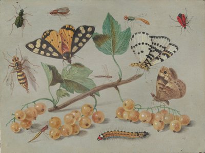 Studium motyli i owadów, c. 1655. autorstwa Jan van Kessel