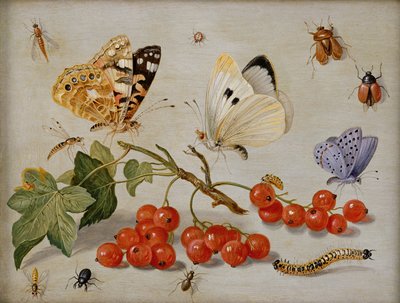 Martwa natura z gałązką czerwonych porzeczek, motyli, chrząszczy, gąsienicy i owadów (olej na miedzi) autorstwa Jan van Kessel the Elder