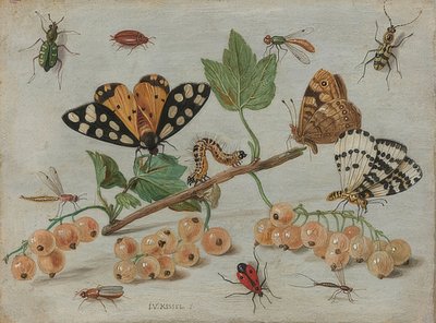 Owady i owoce. Około 1660-65 autorstwa Jan van Kessel the Elder