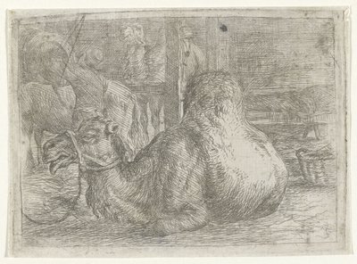 Leżący wielbłąd autorstwa Jan van Ossenbeeck