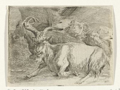 Dwie kozy i dwie owce autorstwa Jan van Ossenbeeck