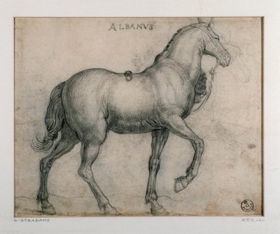 Studium dla konia Rysunek Giovanniego Stradano (Jan van der Straet) (1523-1605) Florencja, Departament Grafiki i Rysunków, Uffizi (biura) autorstwa Jan van der Straet