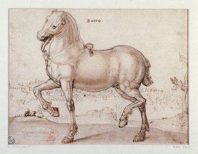 Studium dla konia Rysunek Giovanniego Stradano (Jan van der Straet) (1523-1605) Florencja, Departament Grafiki i Rysunków, Uffizi (biura) autorstwa Jan van der Straet