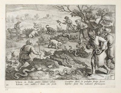 Włoskie żmije jedzące ropuchy, tablica 60, ilustracja z „Venationes, Ferarum, Avium, Piscium” (O polowaniach: dzikie zwierzęta, ptaki, ryby), sztych. Jan Collaert (1566-1628), wyd. przez Phillipusa Gallaeusa, autorstwa Jan van der Straet