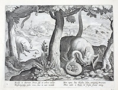 Wąż używany do polowania na słonie, ilustracja z 