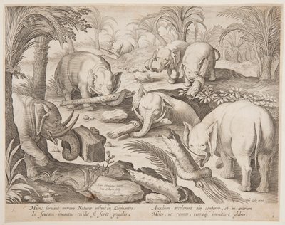 Słonie trzymające się nawzajem z pułapki, płyta 1 z serii Game of Animals, Birds and Fish autorstwa Jan van der Straet, called Stradanus