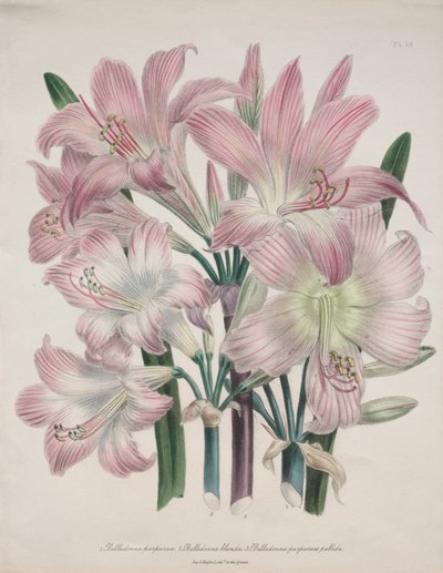 Belladonna Lily: Amarylis belladonna autorstwa Jane Loudon