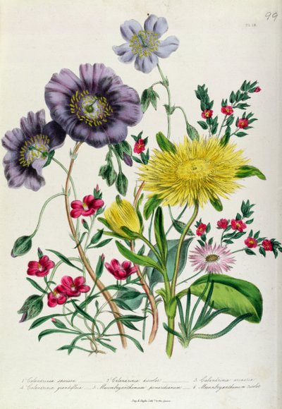 Calandrinia, tablica 18 z "The Ladies