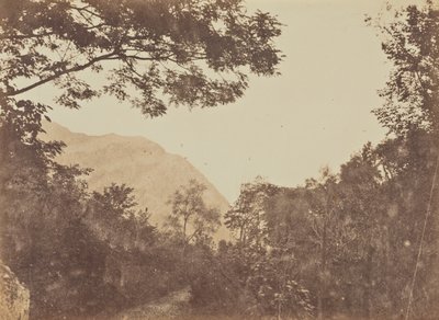 Acacia, Como autorstwa Jane Martha St. John