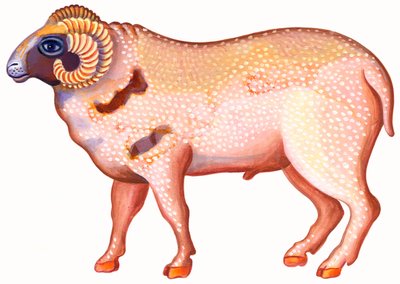 Baran Baran, 1996, (tusz i gwasz) autorstwa Jane Tattersfield