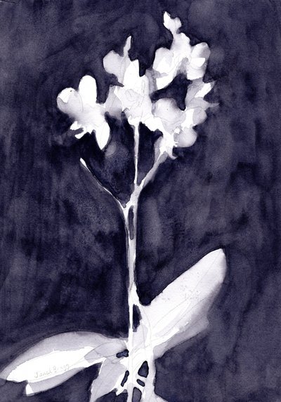 Orchid Impression in Dark Blue Gray, ok. 2019 (akwarela na papierze) autorstwa Janel Bragg