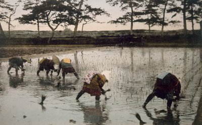 Pięciu chłopów ponownie sadzi ryż na polu ryżowym, lata 90. XIX wieku. autorstwa Japanese Photographer