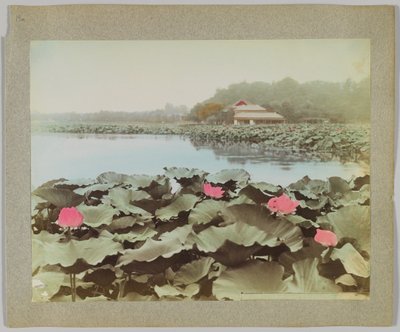 Lotosy w stawie Shinobadzu, Park Uyeno, Tokio, Japonia (ręcznie kolorowane czarno-białe zdjęcie) autorstwa Japanese Photographer