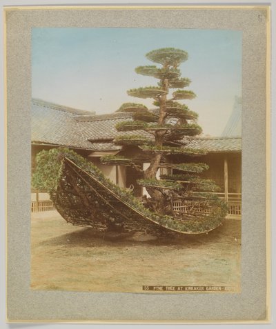Sosna w ogrodzie Kinkakuji, Kioto, Japonia (ręcznie kolorowane czarno-białe zdjęcie) autorstwa Japanese Photographer