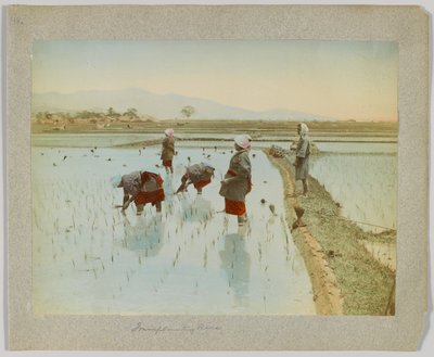 Przesadzanie ryżu, Japonia (ręcznie kolorowane czarno-białe zdjęcie) autorstwa Japanese Photographer