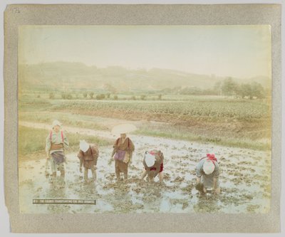 Przesadzanie kiełków ryżu, Japonia (ręcznie kolorowane czarno-białe zdjęcie) autorstwa Japanese Photographer