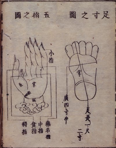 16029.b.5 fol.15v Diagram przedstawiający punkty akupunktury w dłoniach i stopach, z japońskiego komentarza do chińskiego dzieła o akupunkturze, Shisijing fahui z 1341 roku autorstwa Hua Shou, Kyoto autorstwa Japanese School