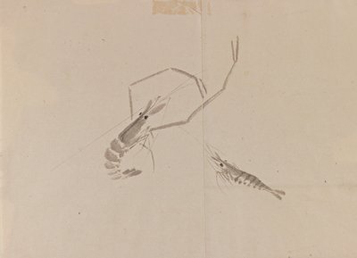 Rysunek dwóch raków (tusz na papierze) autorstwa Japanese School