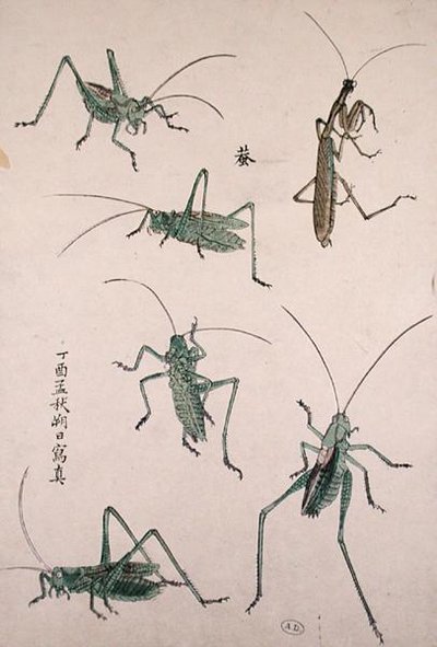 Koniki polne (kolorowy drzeworyt) autorstwa Japanese School
