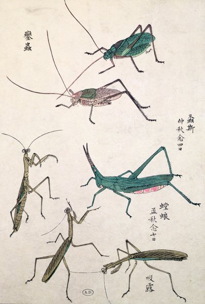 Koniki polne i modliszki (kolorowy drzeworyt) autorstwa Japanese School