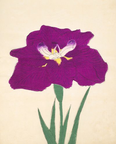 Hizume. -Hej. 29, 1898 r autorstwa Japanese School