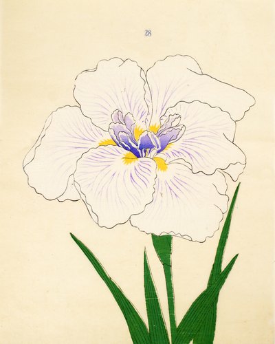 Manozuru, z. 28, 1890 r autorstwa Japanese School