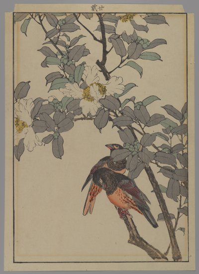 Dwa ptaki z białymi kwiatami, okres Meiji, 1892 (kolorowa odbitka drzeworytnicza) autorstwa Japanese School