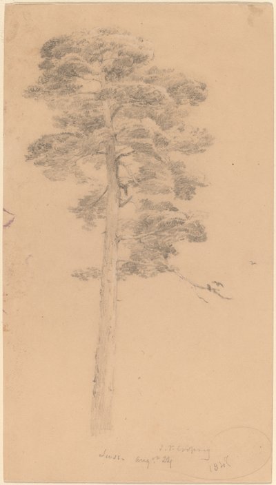 Sosna autorstwa Jasper Francis Cropsey