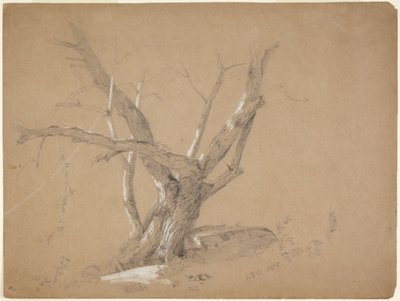 Studium drzewa autorstwa Jasper Francis Cropsey