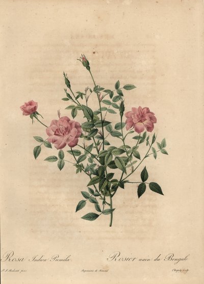Różowa miniaturowa róża chińska, Rosa chinensis. autorstwa Jean-Baptiste Chapuy