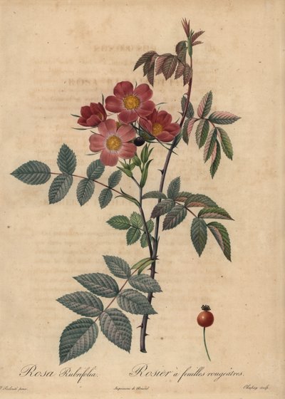 Czerwona róża, Rosa glauca. autorstwa Jean-Baptiste Chapuy