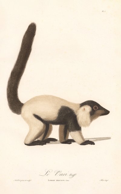 Lemur karłowaty czarno-biały (Lemur macaco) autorstwa Jean Baptiste Audebert