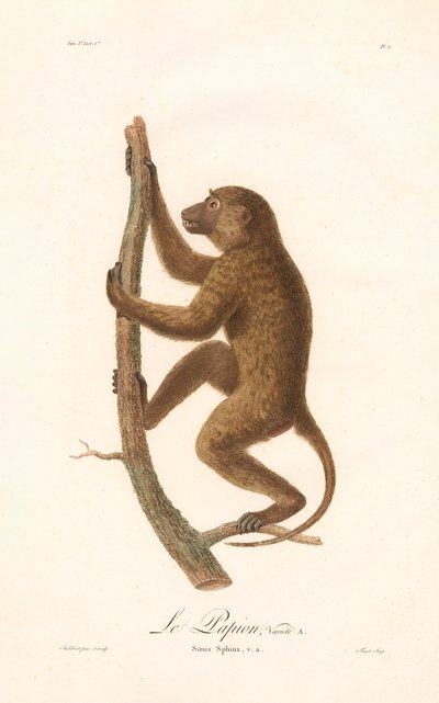 Wspinający się waran gwinejski (Simia Sphinx, odmiana a) autorstwa Jean Baptiste Audebert