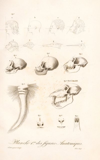 Anatomia porównawcza naczelnych, plansza pierwsza autorstwa Jean Baptiste Audebert