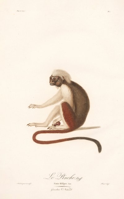 Tamaryna bawełniana (Simia Oedipus) autorstwa Jean Baptiste Audebert