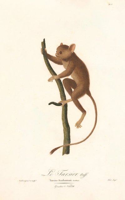 Tarsier Daubentona (Tarsius daubentoni) autorstwa Jean Baptiste Audebert