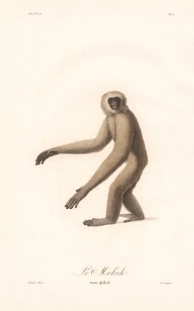 Langur szary (Simia moloch) autorstwa Jean Baptiste Audebert