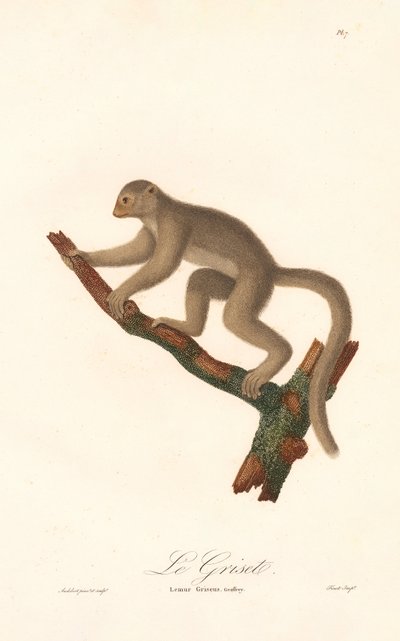 Lemur szary (Lemur griseus) autorstwa Jean Baptiste Audebert