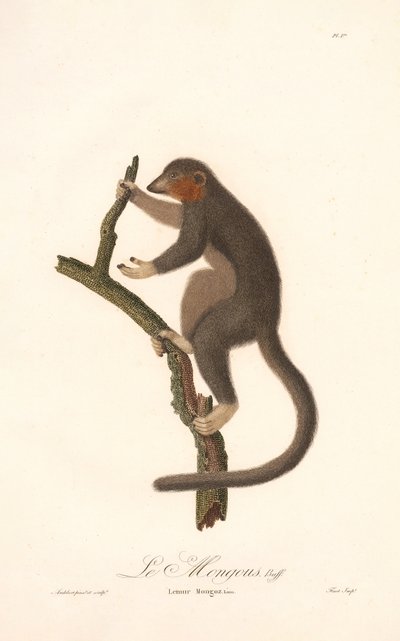Lemur mangusta (Lemur Mongoz) autorstwa Jean Baptiste Audebert