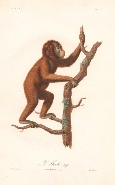 Orangutan (Simia satyrus) autorstwa Jean Baptiste Audebert